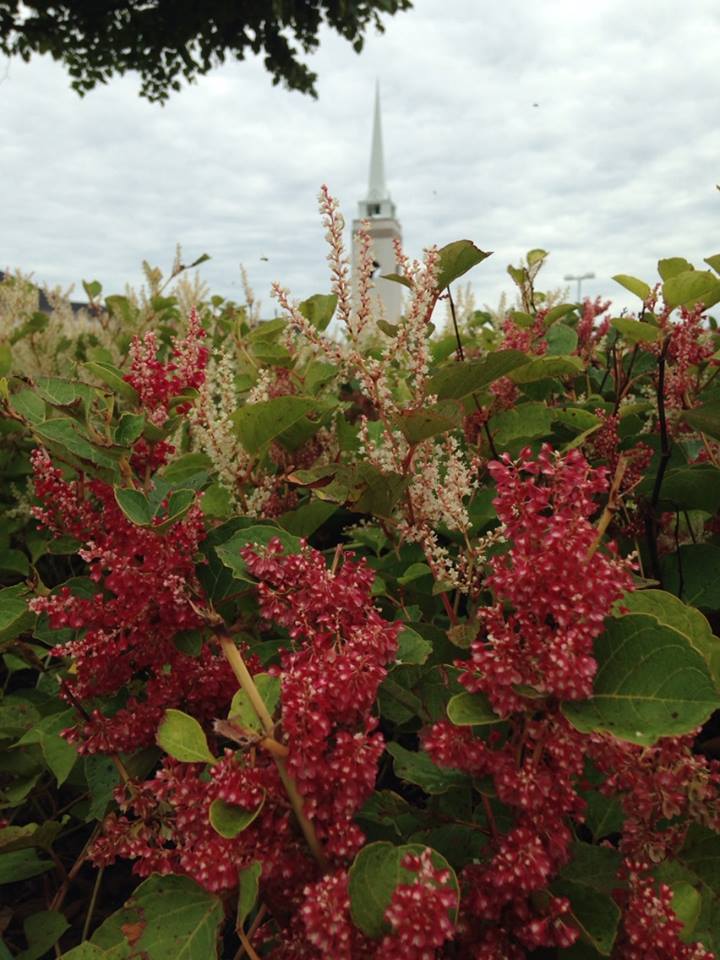 First Baptist Church - Meridee Welsh
